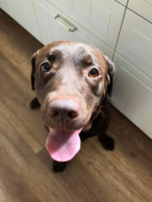 Nero, labrador do adopcji