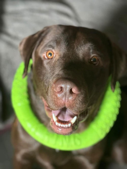 Nero, labrador do adopcji