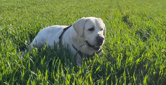 Tago, labrador do adopcji