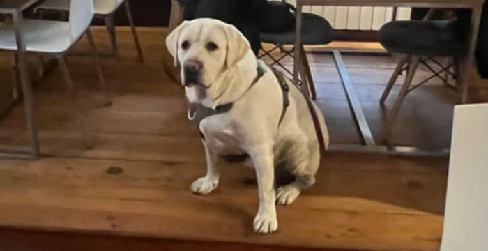 Tago, labrador do adopcji