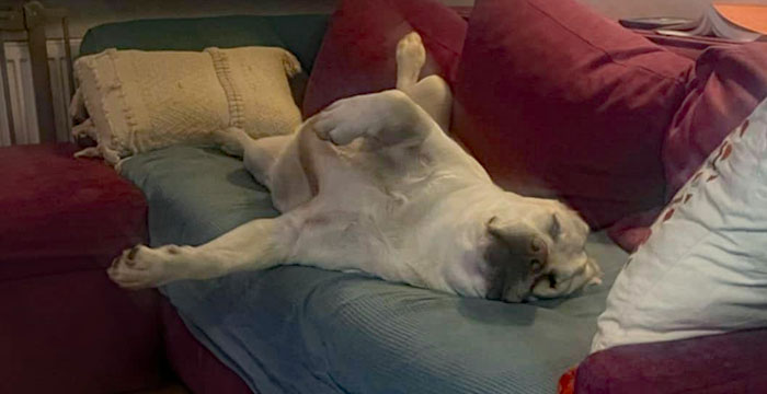 Tago, labrador do adopcji