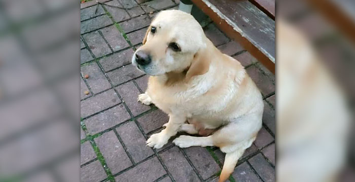 Labradorka Ela
