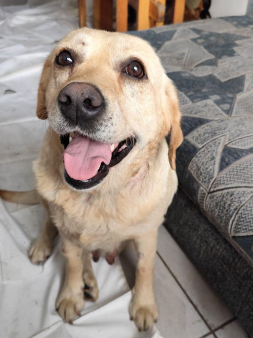 Labradorka Ela