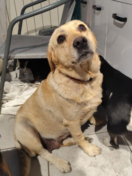Labradorka Ela