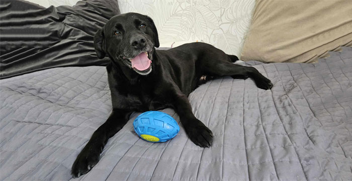 Perła, labradorka do adopcji