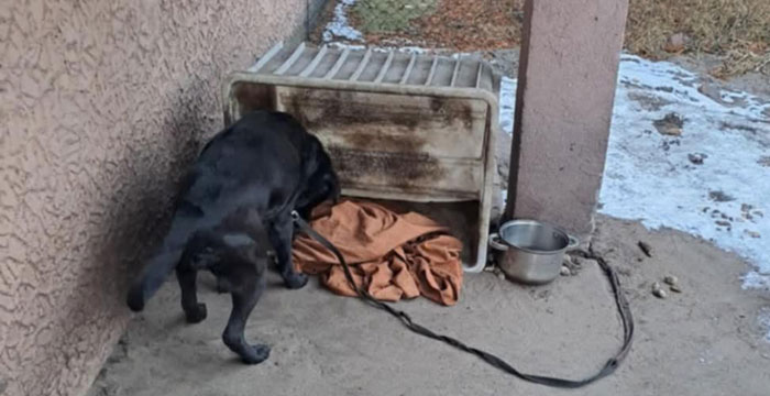 Perła, labradorka do adopcji