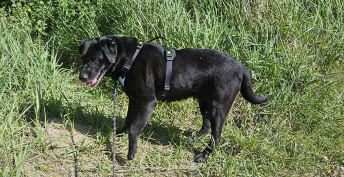 Perła, labradorka do adopcji