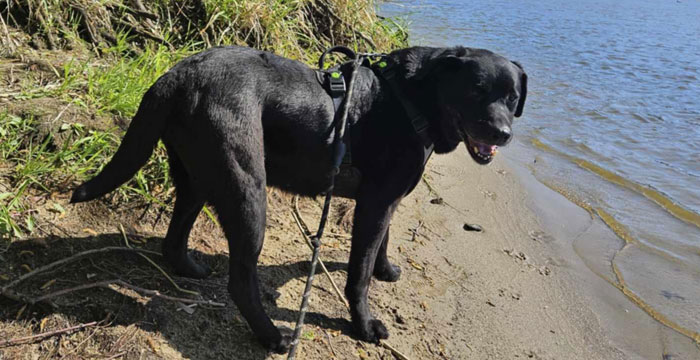 Perła, labradorka do adopcji