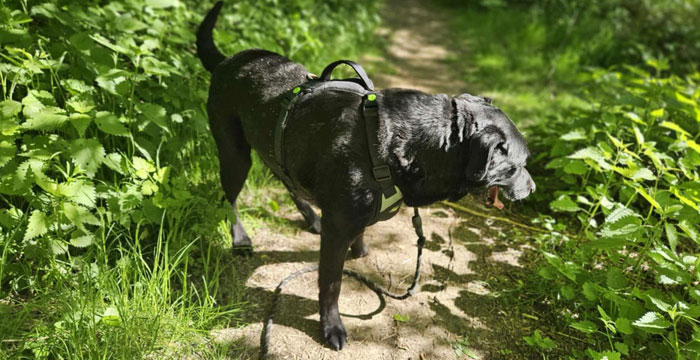 Perła, labradorka do adopcji