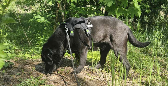 Perła, labradorka do adopcji