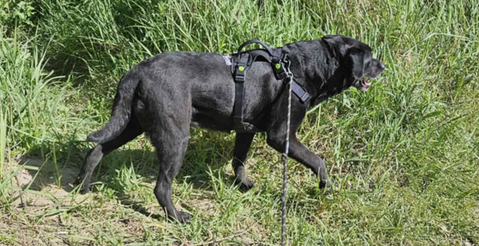 Perła, labradorka do adopcji