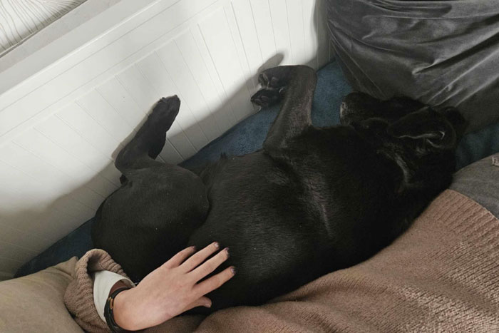 Perła, labradorka do adopcji