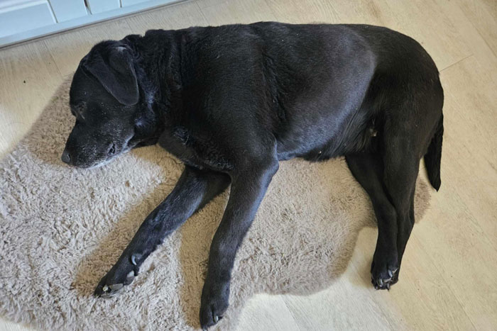 Perła, labradorka do adopcji