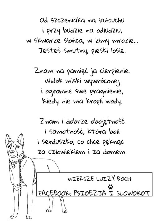 Sara, labradorka z łańcucha