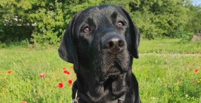 Labrador Byron