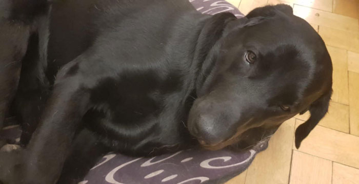 Byron, labrador do adopcji