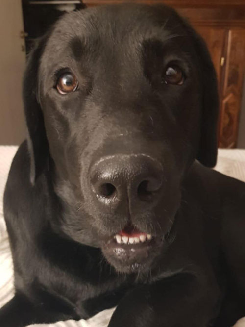Byron, labrador do adopcji
