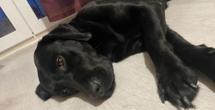 Furia, labradorka do adopcji