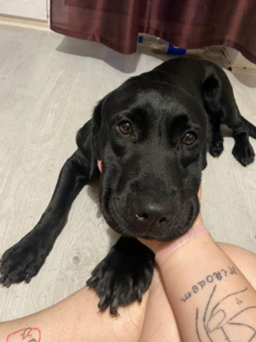 Furia, labradorka do adopcji