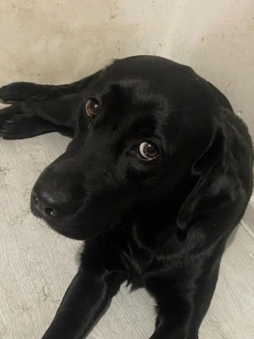 Furia, labradorka do adopcji