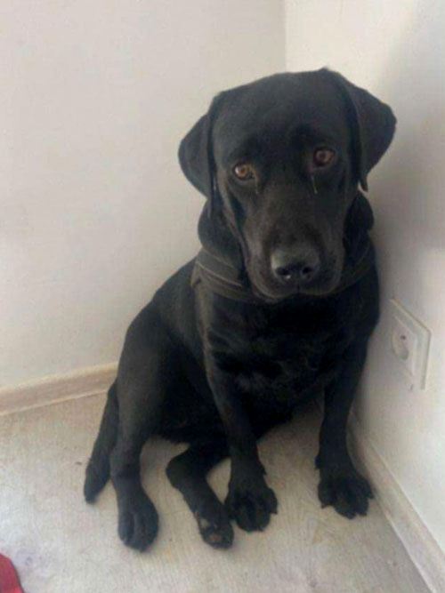 Furia, labradorka do adopcji