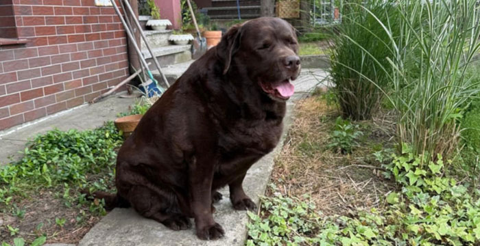 Resko, labrador do adopcji