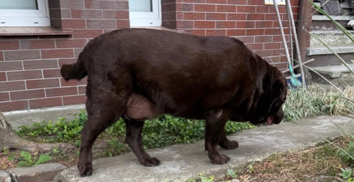 Resko, labrador do adopcji