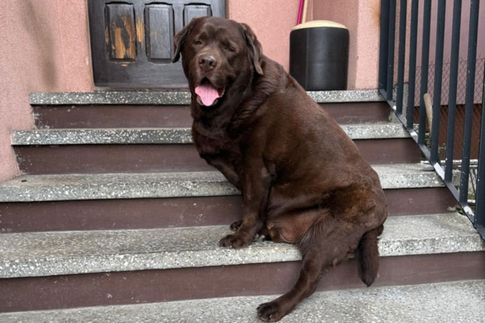 Resko, labrador do adopcji