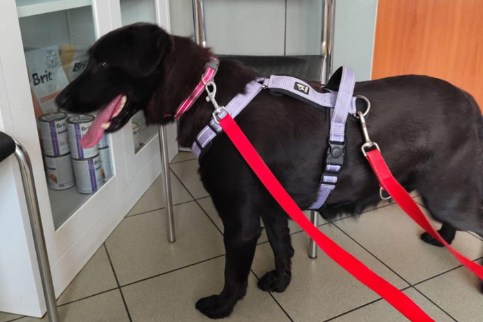 Sara, sunia do adopcji