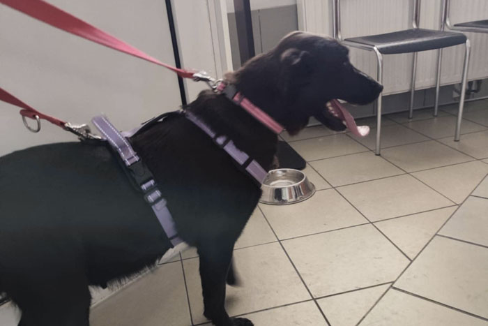 Sara, sunia do adopcji