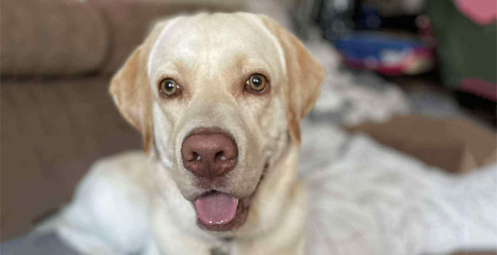 Timon, labrador do adopcji