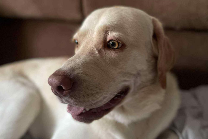 Timon, labrador do adopcji