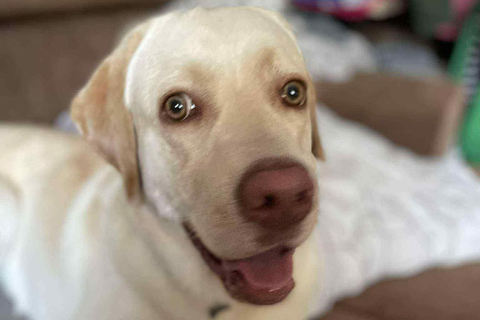 Timon, labrador do adopcji