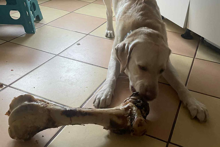 Timon, labrador do adopcji