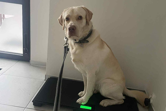 Timon, labrador do adopcji