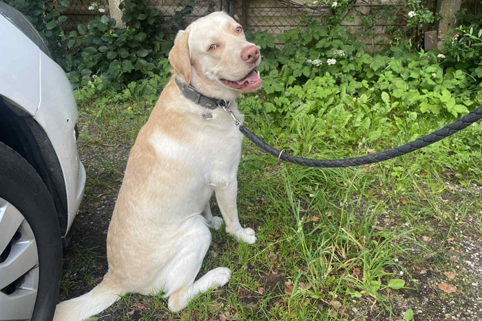 Timon, labrador do adopcji