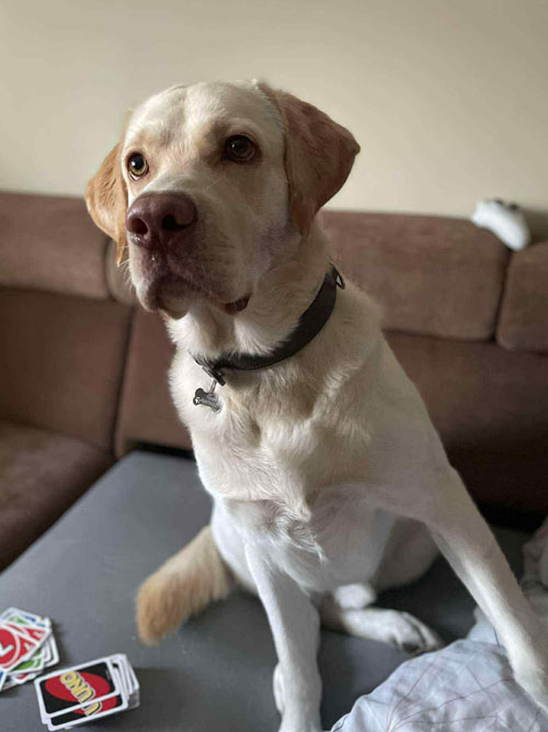 Timon, labrador do adopcji