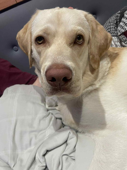Timon, labrador do adopcji