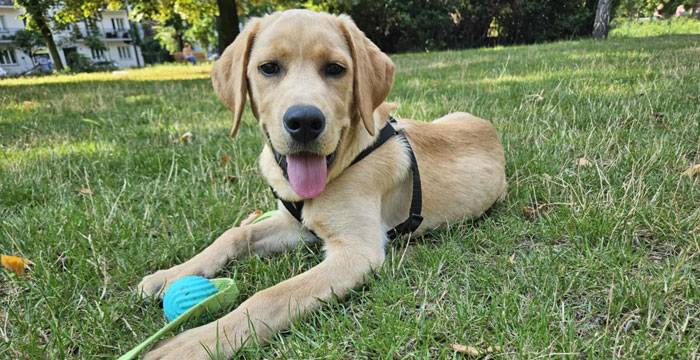 Aron, labrador do adopcji