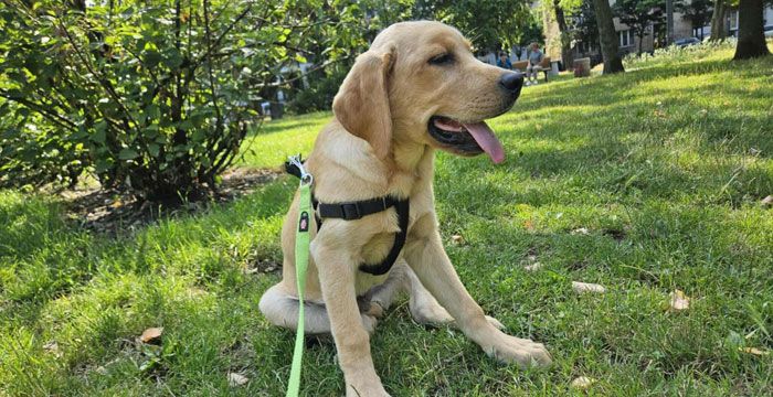 Aron, labrador do adopcji