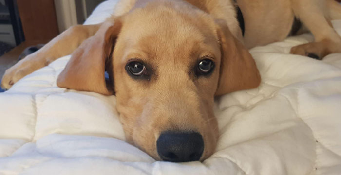 Aron, labrador do adopcji