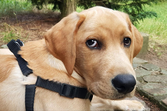 Aron, labrador do adopcji