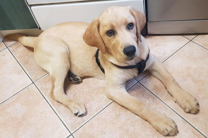 Aron, labrador do adopcji