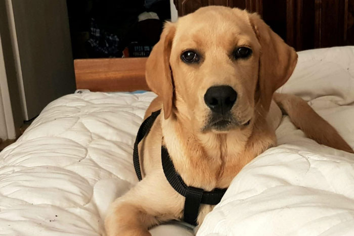 Aron, labrador do adopcji