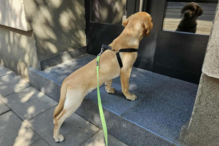 Aron, labrador do adopcji