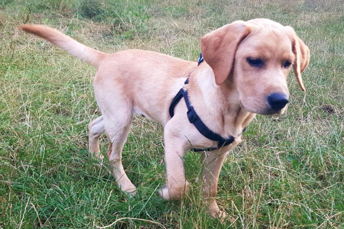 Aron, labrador do adopcji