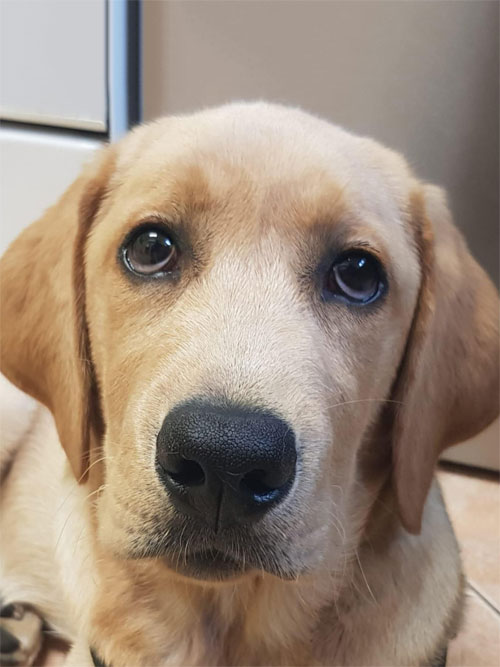 Aron, labrador do adopcji