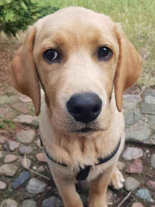Aron, labrador do adopcji