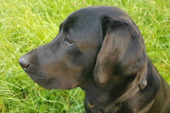 Byron, labrador do adopcji