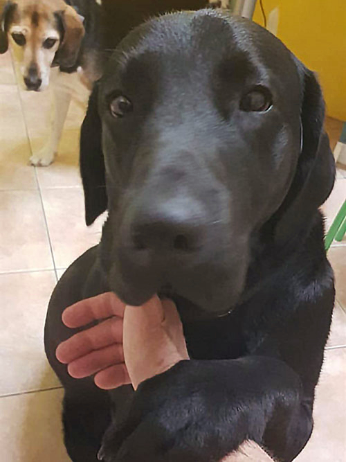 Byron, labrador do adopcji